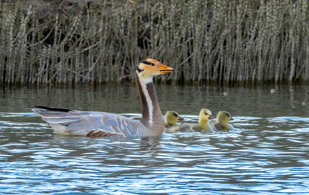 斑头雁（Anser indicus）