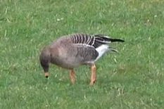 短嘴豆雁(Anser serrirostris)