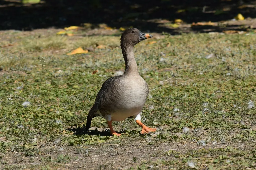 短嘴豆雁(Anser serrirostris)