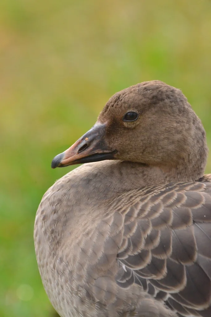 短嘴豆雁(Anser serrirostris)
