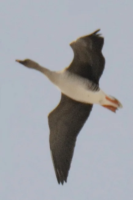 短嘴豆雁(Anser serrirostris)