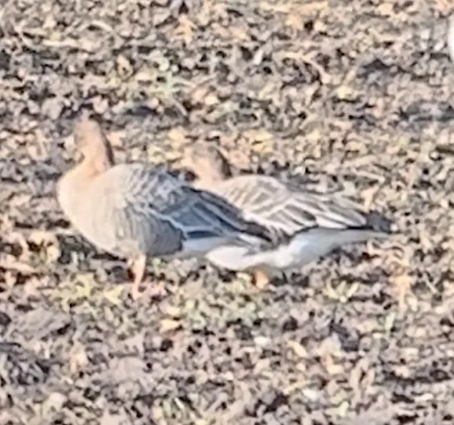 短嘴豆雁(Anser serrirostris)