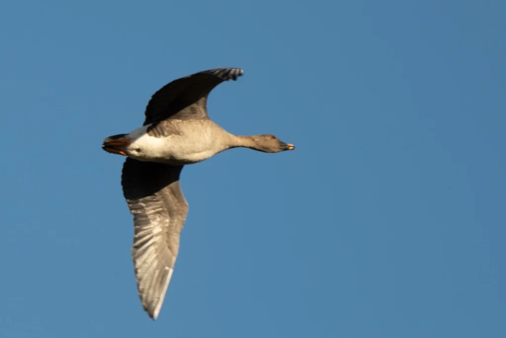 短嘴豆雁(Anser serrirostris)