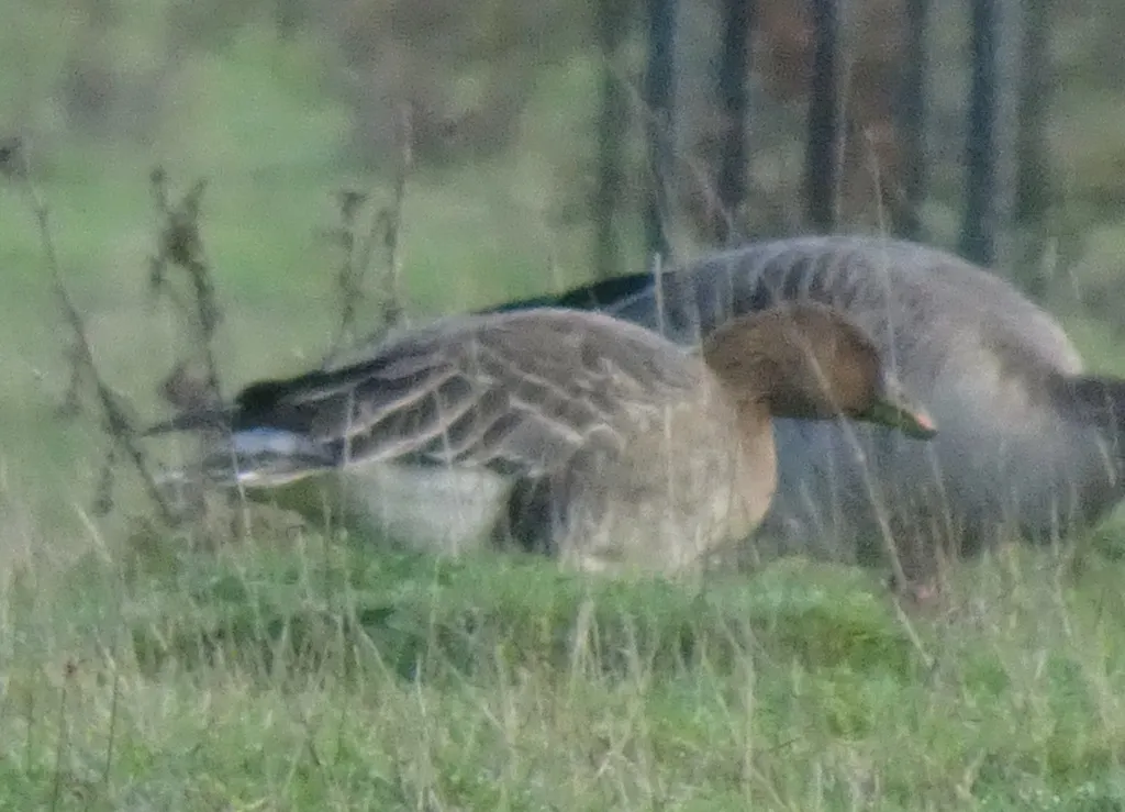 短嘴豆雁(Anser serrirostris)