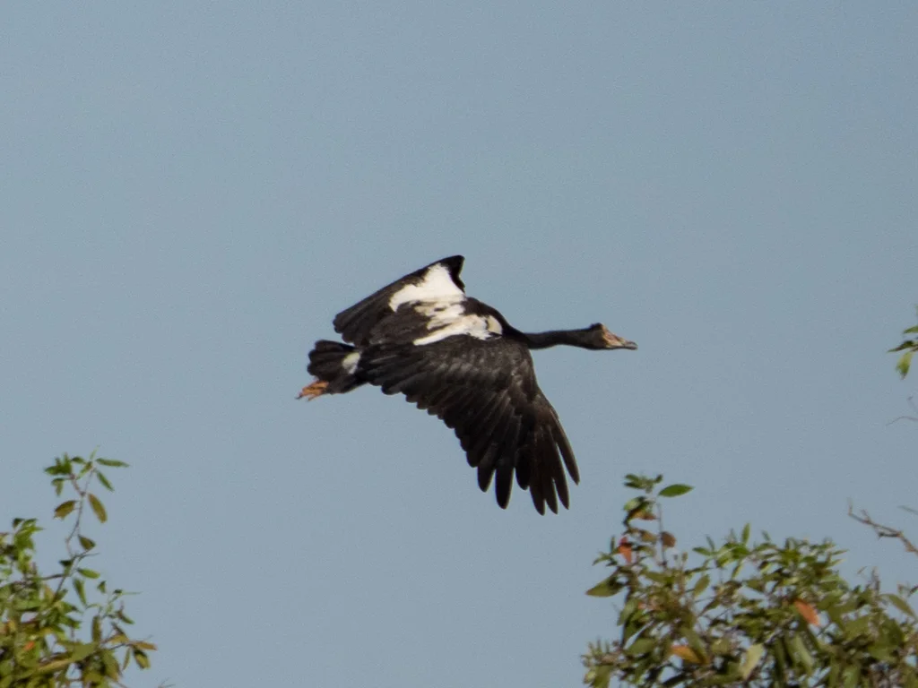 鹊雁(Anseranas semipalmata)