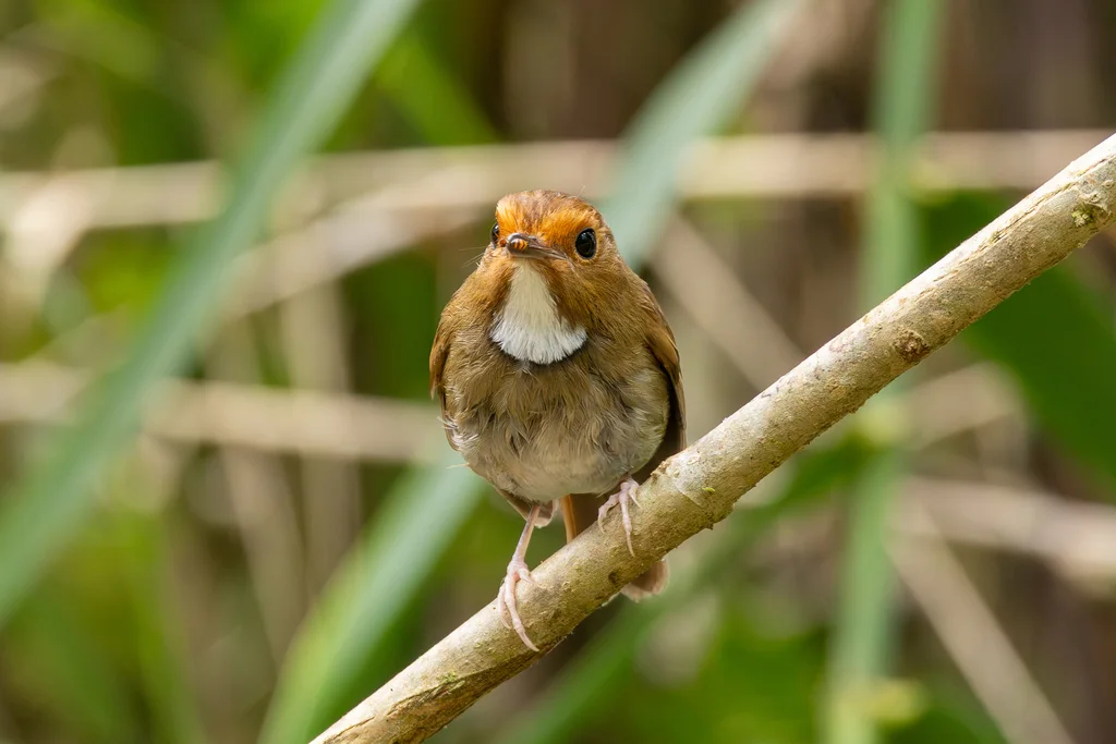 棕眉姬鹟(Anthipes solitaris)