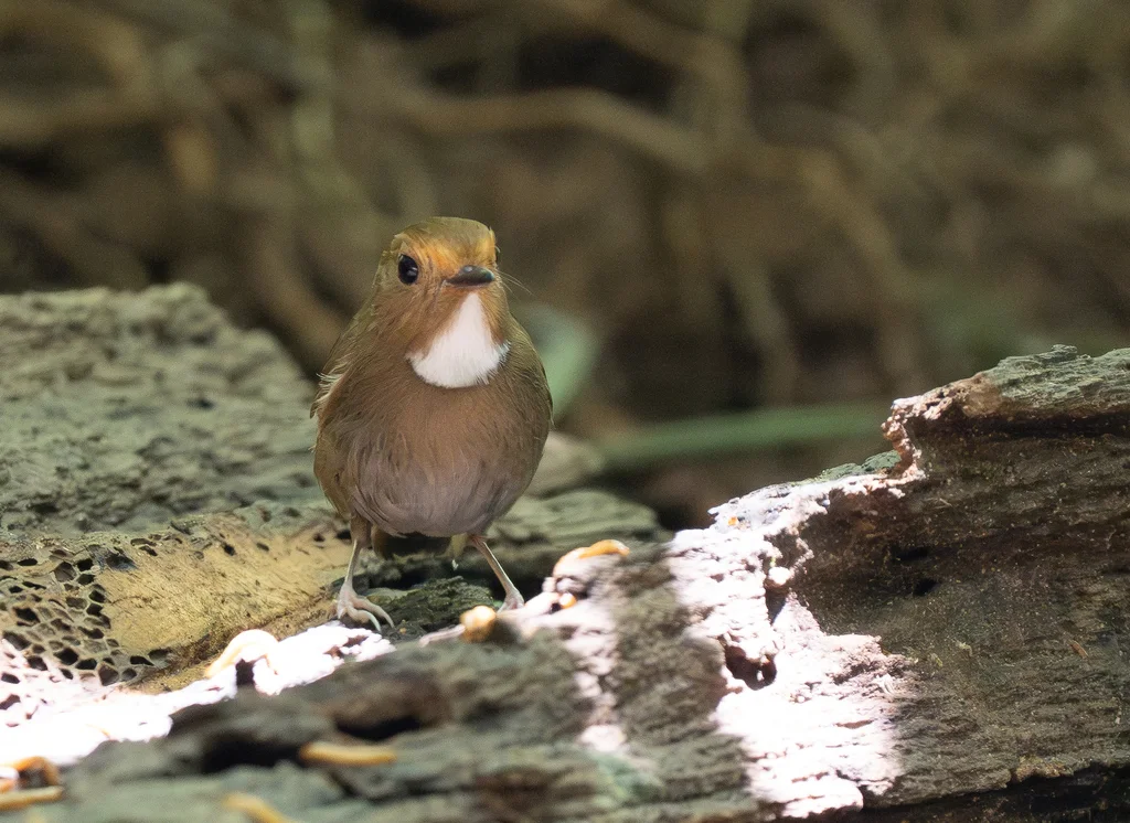 棕眉姬鹟(Anthipes solitaris)