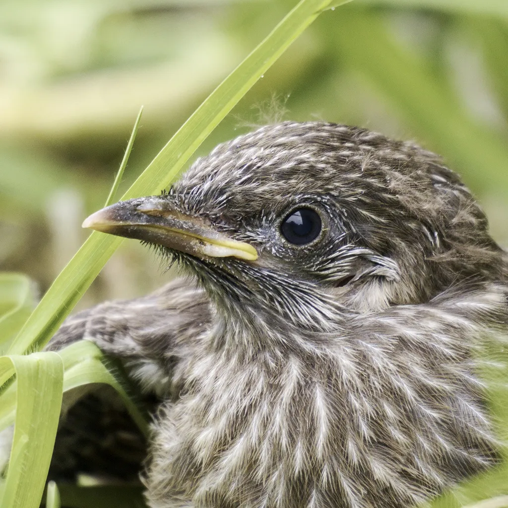 灰颊垂蜜鸟(Anthochaera chrysoptera)