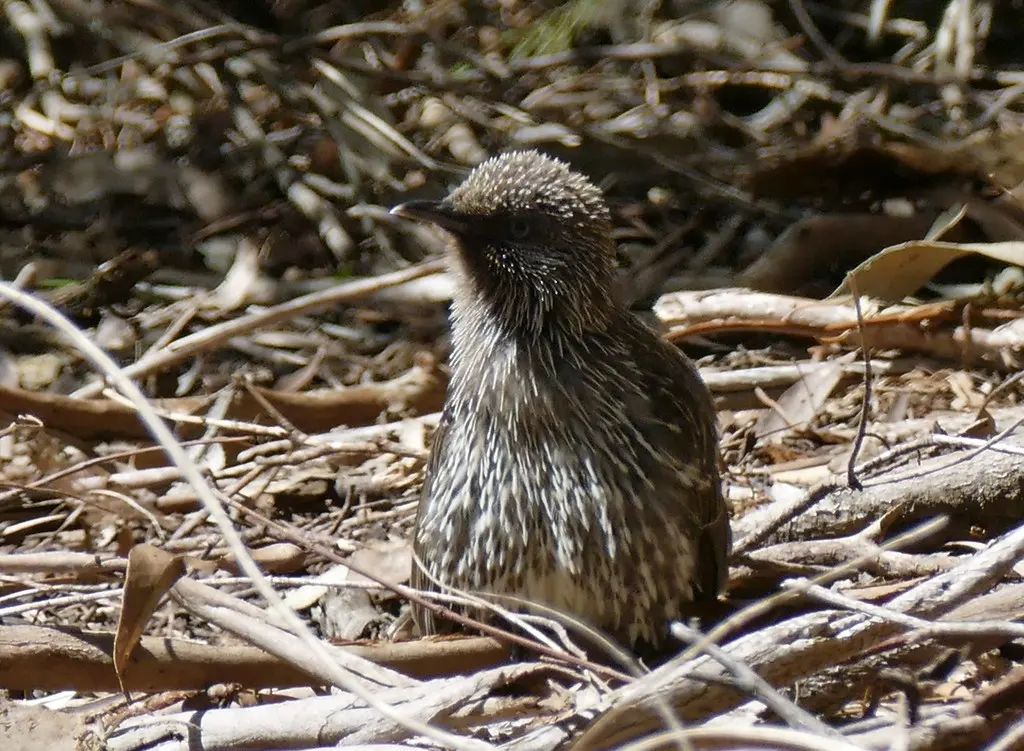 灰颊垂蜜鸟(Anthochaera chrysoptera)