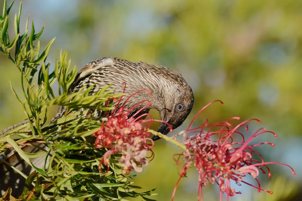 灰颊垂蜜鸟(Anthochaera chrysoptera)