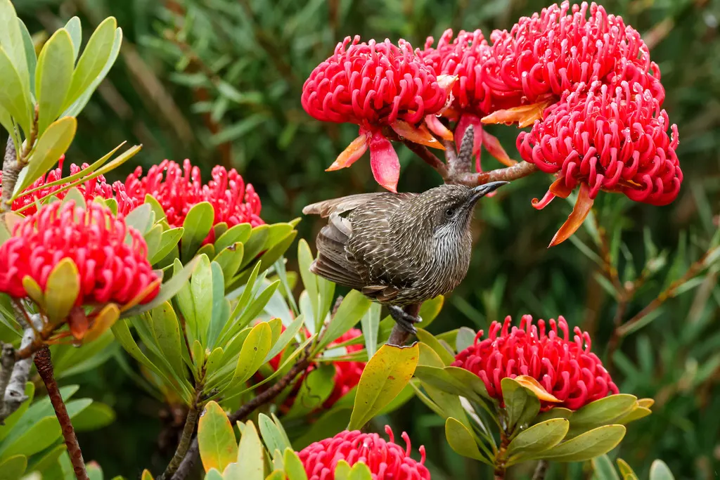 灰颊垂蜜鸟(Anthochaera chrysoptera)