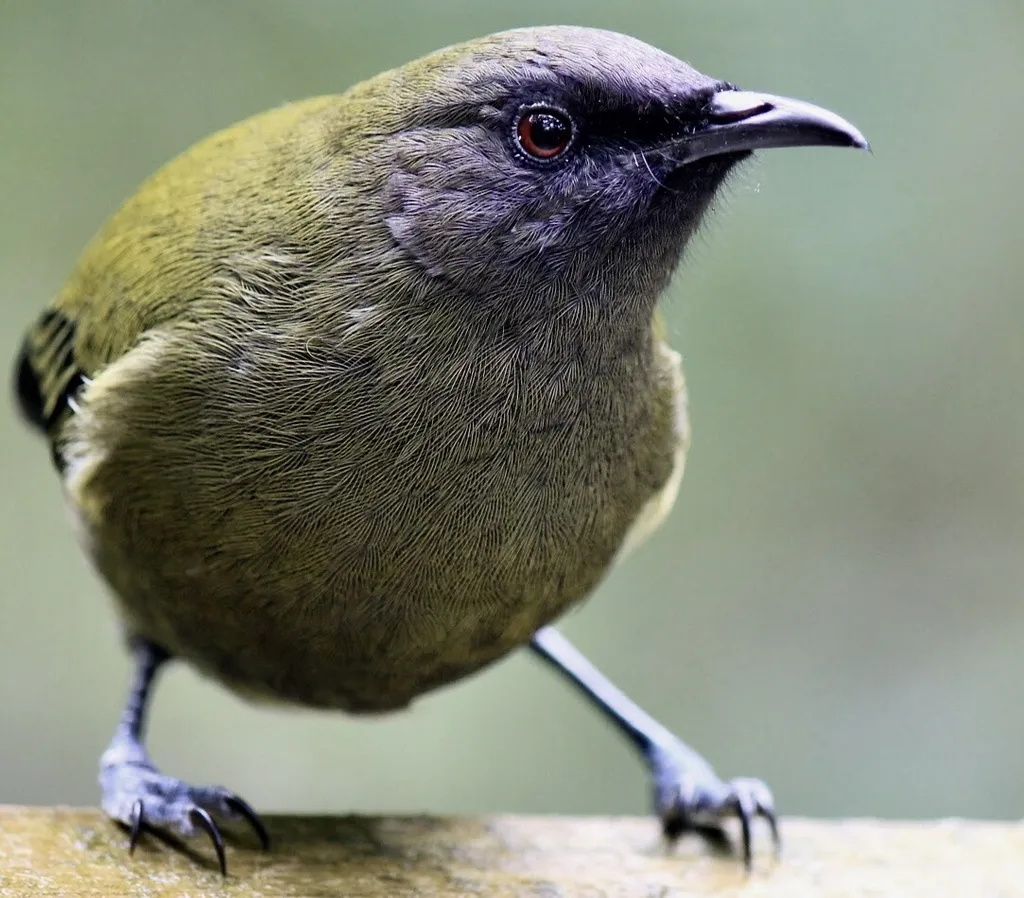 新西兰吸蜜鸟(Anthornis melanura)