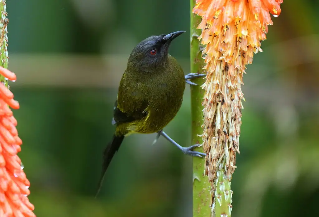 新西兰吸蜜鸟(Anthornis melanura)