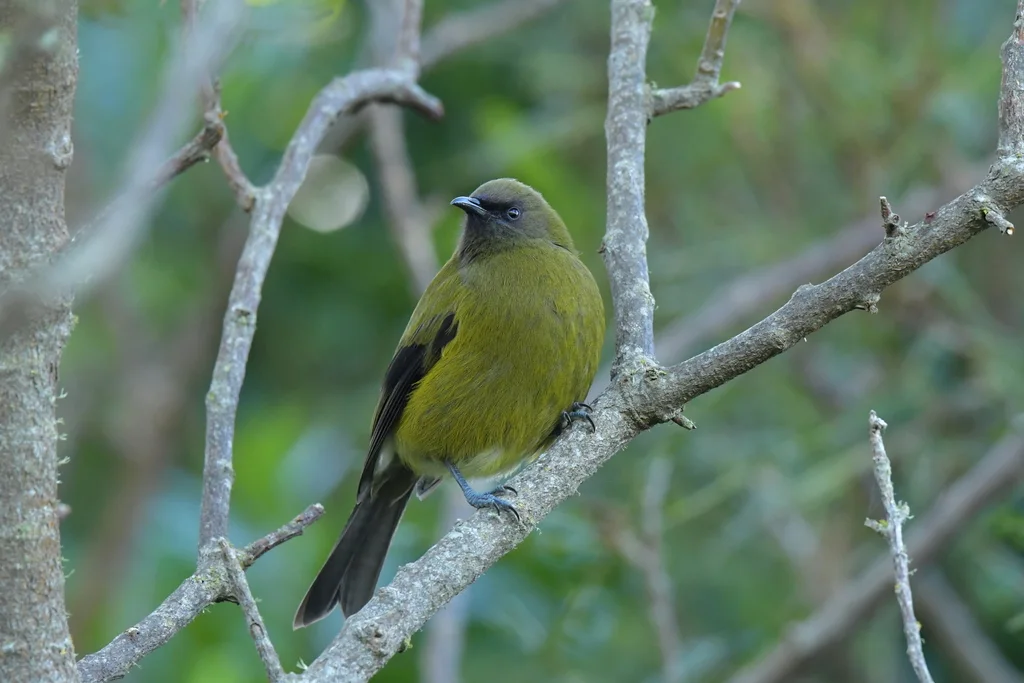 新西兰吸蜜鸟(Anthornis melanura)