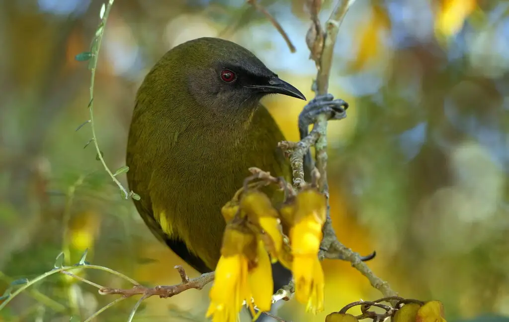 新西兰吸蜜鸟(Anthornis melanura)