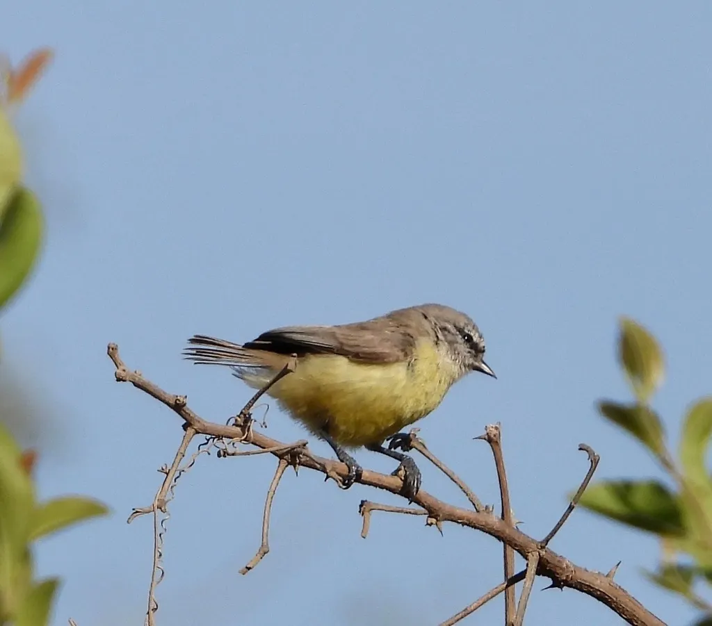 南攀雀(Anthoscopus minutus)