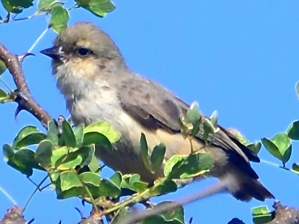 灰攀雀(Anthoscopus musculus)