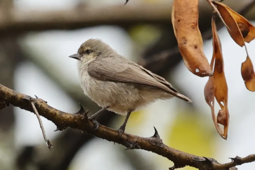 灰攀雀(Anthoscopus musculus)