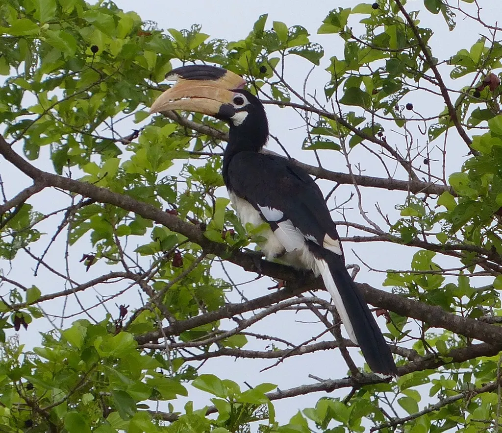 印度冠斑犀鸟(Anthracoceros coronatus)