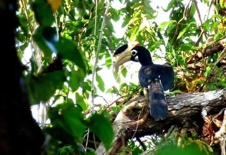 印度冠斑犀鸟(Anthracoceros coronatus)