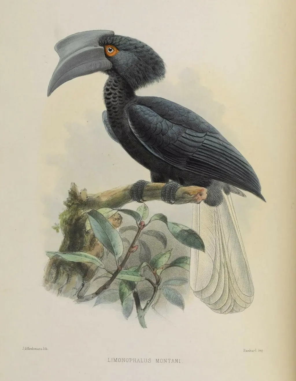 黑嘴斑犀鸟(Anthracoceros montani)