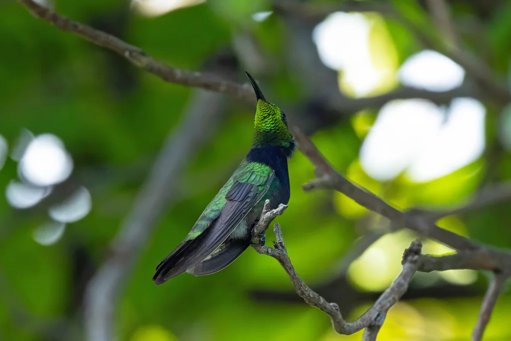 波多芒果蜂鸟(Anthracothorax aurulentus)