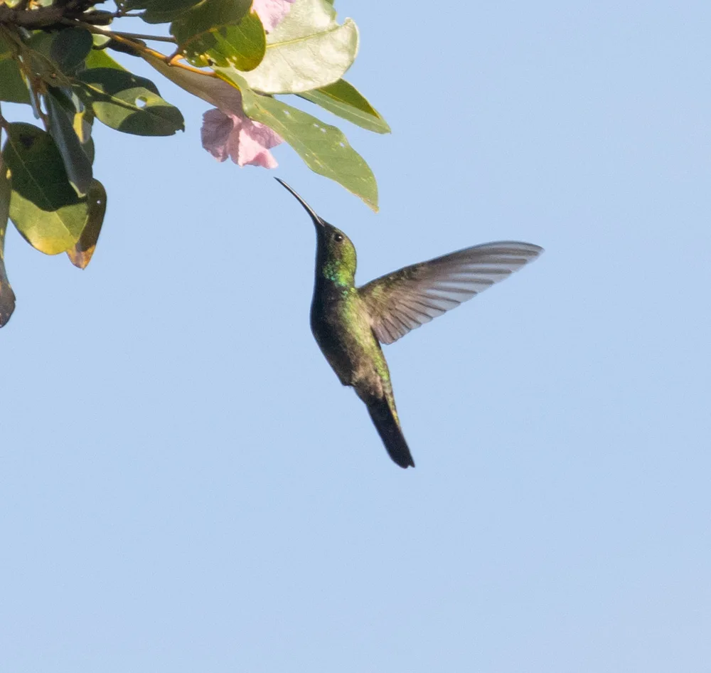 波多芒果蜂鸟(Anthracothorax aurulentus)