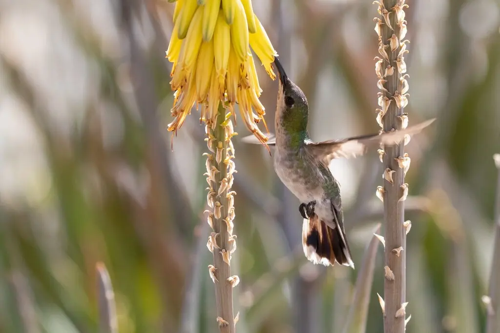 波多芒果蜂鸟(Anthracothorax aurulentus)
