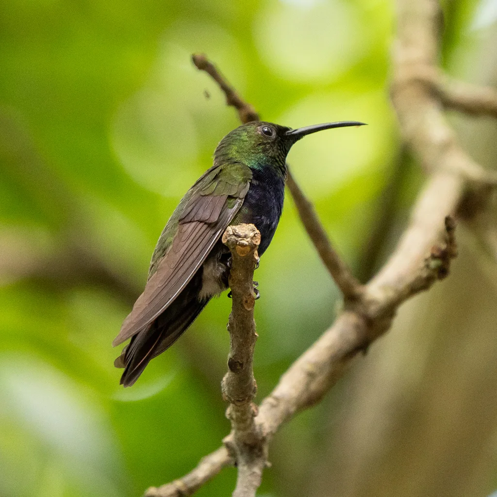 黑胸芒果蜂鸟(Anthracothorax dominicus)