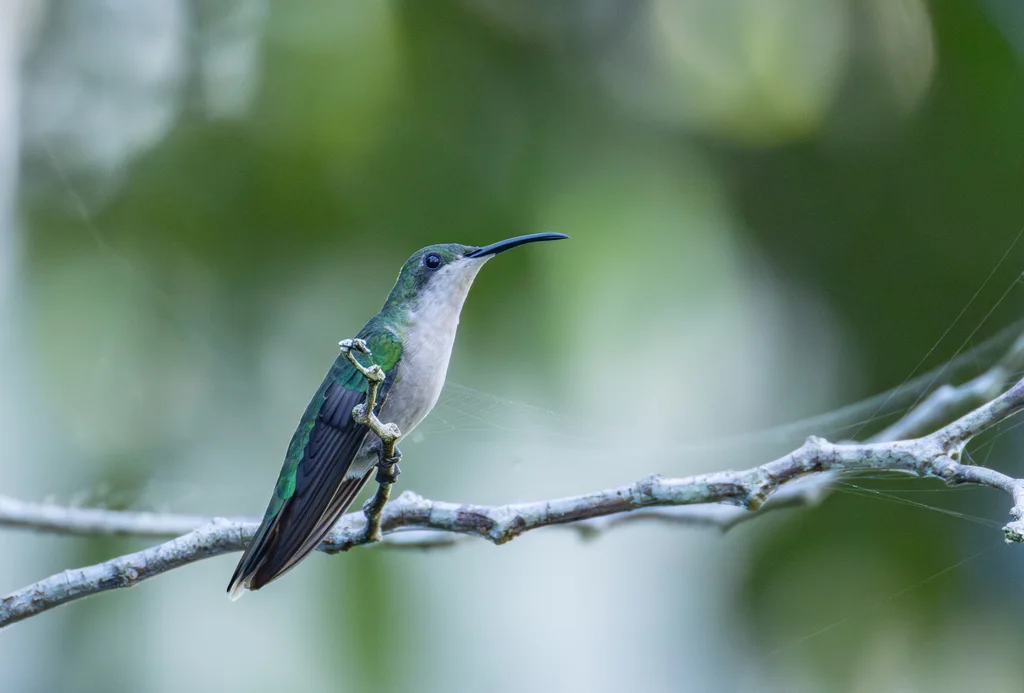 黑胸芒果蜂鸟(Anthracothorax dominicus)