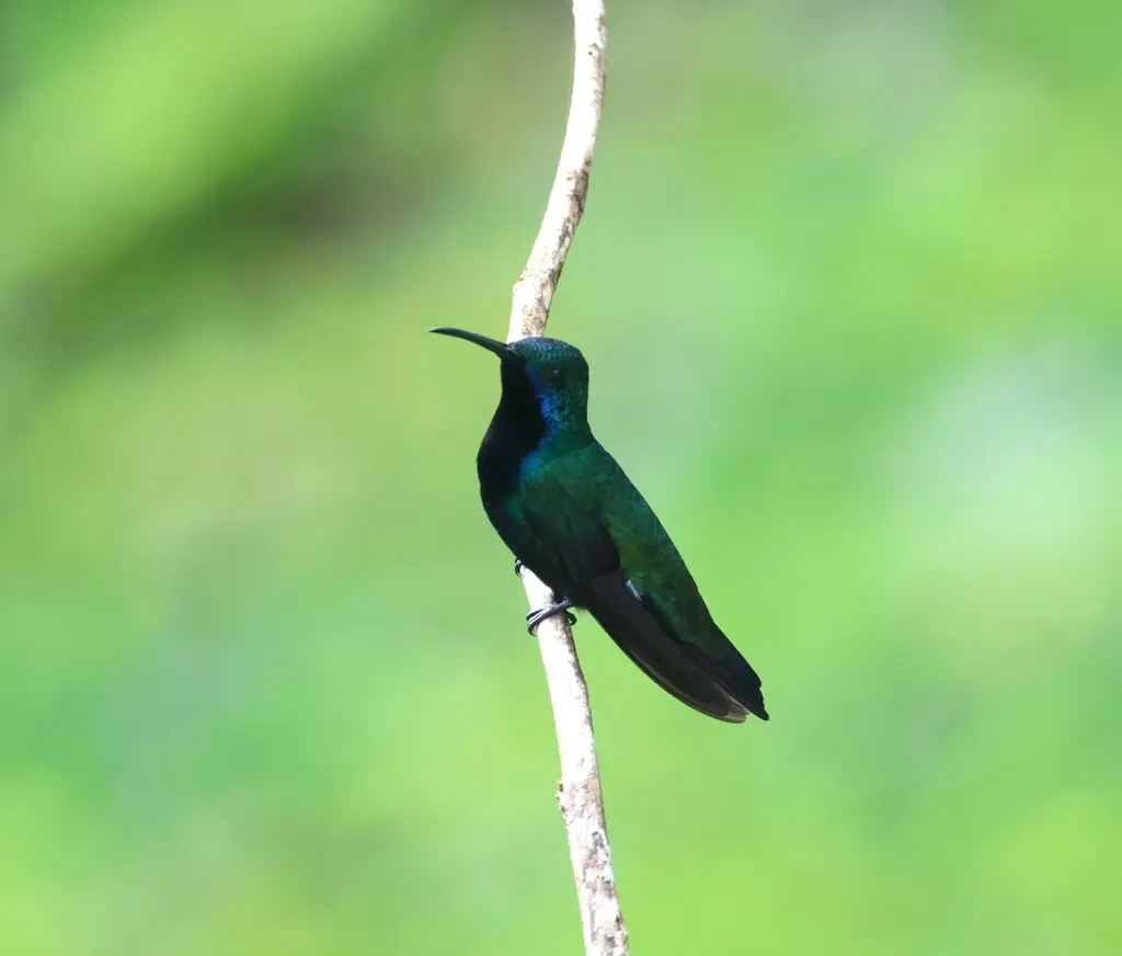 黑喉芒果蜂鸟(Anthracothorax nigricollis)