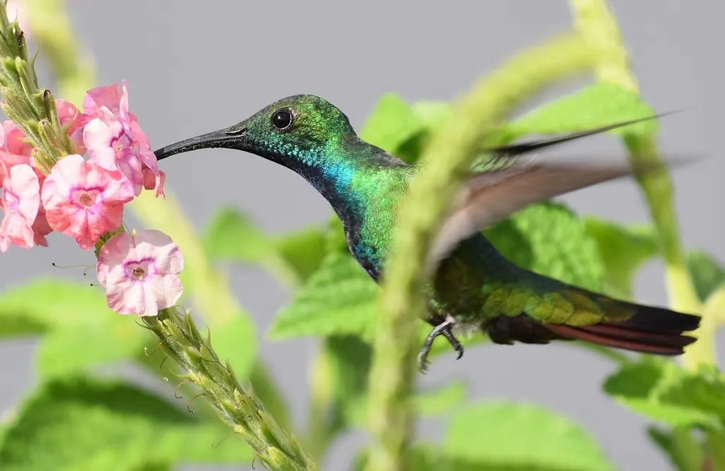 绿胸芒果蜂鸟(Anthracothorax prevostii)
