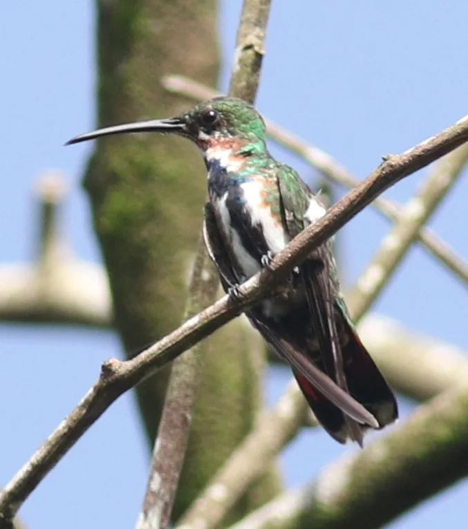 绿胸芒果蜂鸟(Anthracothorax prevostii)