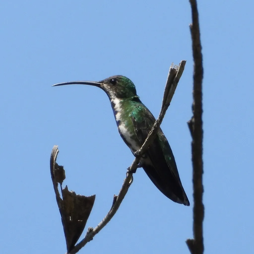 绿胸芒果蜂鸟(Anthracothorax prevostii)