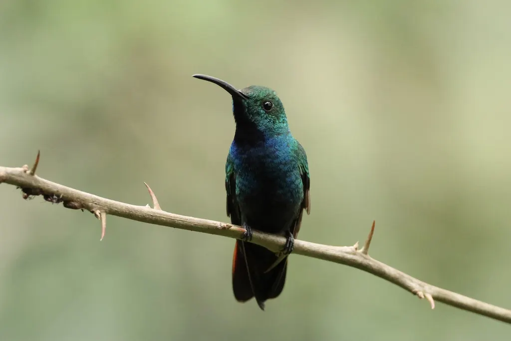 绿胸芒果蜂鸟(Anthracothorax prevostii)