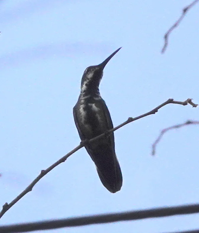 绿胸芒果蜂鸟(Anthracothorax prevostii)
