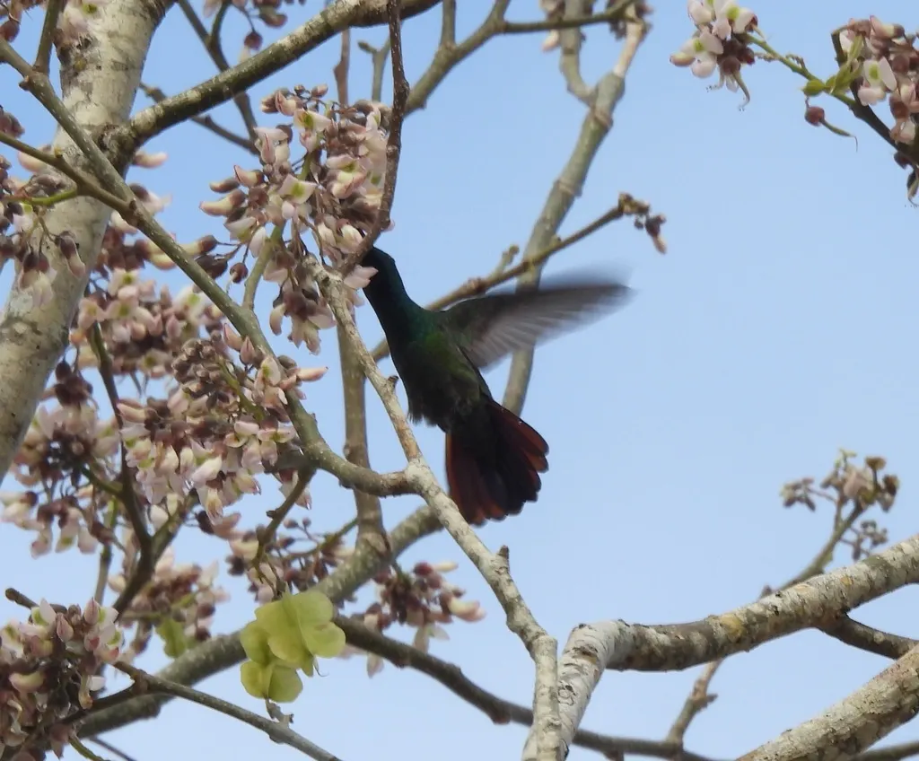 绿胸芒果蜂鸟(Anthracothorax prevostii)