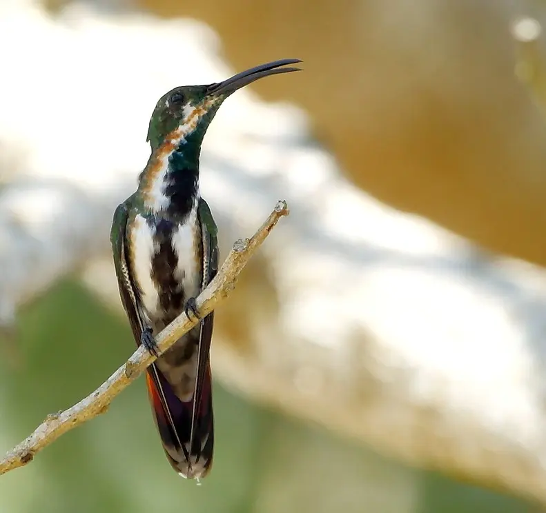 绿喉芒果蜂鸟(Anthracothorax viridigula)