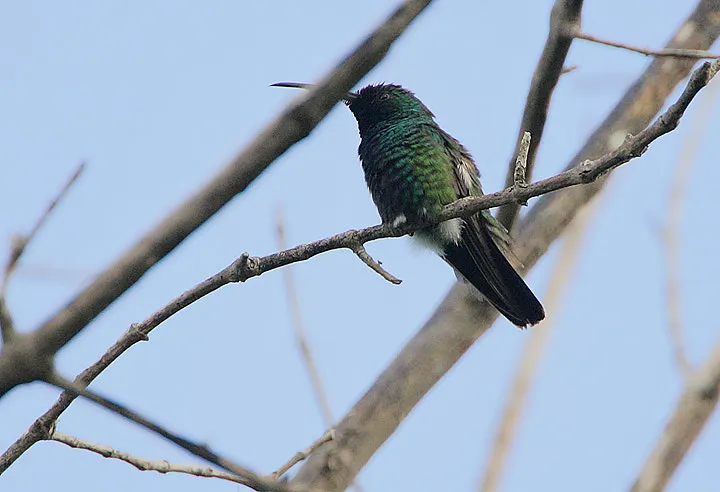 绿喉芒果蜂鸟(Anthracothorax viridigula)