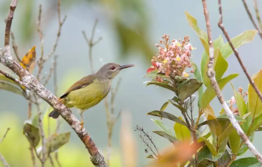 灰喉食蜜鸟(Anthreptes griseigularis)