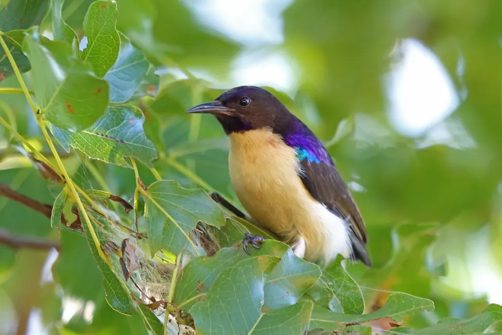 西紫背食蜜鸟(Anthreptes longuemarei)