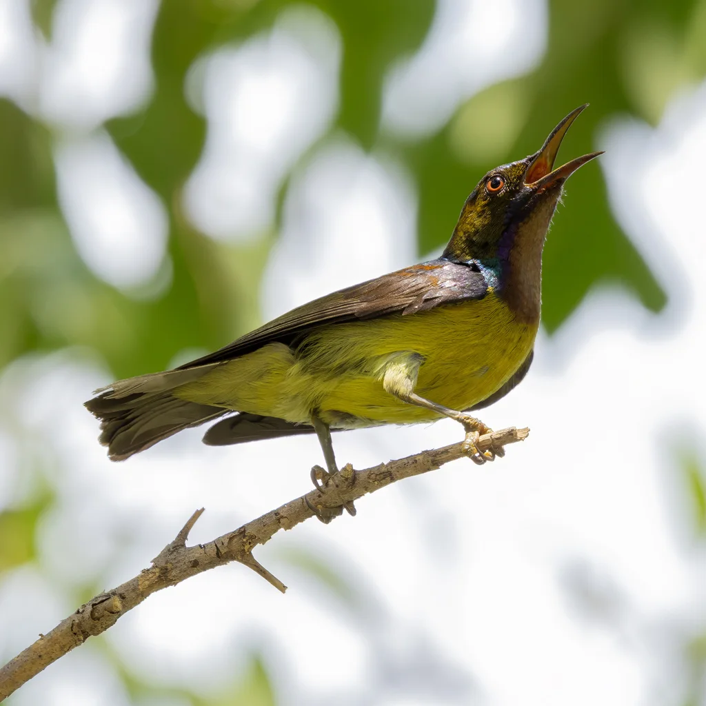 褐喉食蜜鸟(Anthreptes malacensis)