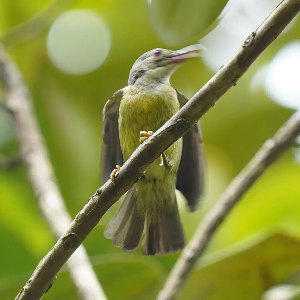 褐喉食蜜鸟(Anthreptes malacensis)