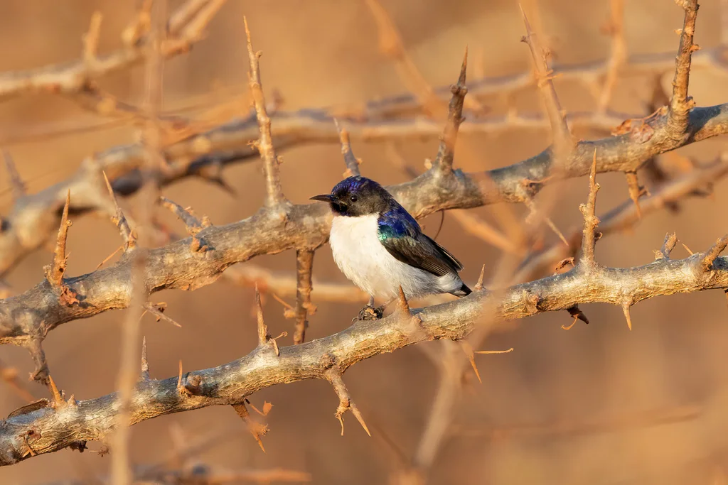 东紫背食蜜鸟(Anthreptes orientalis)
