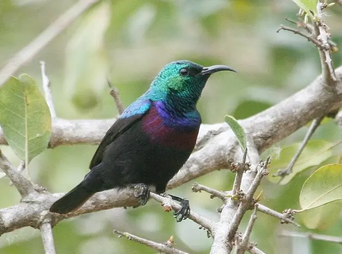 红领食蜜鸟(Anthreptes rubritorques)
