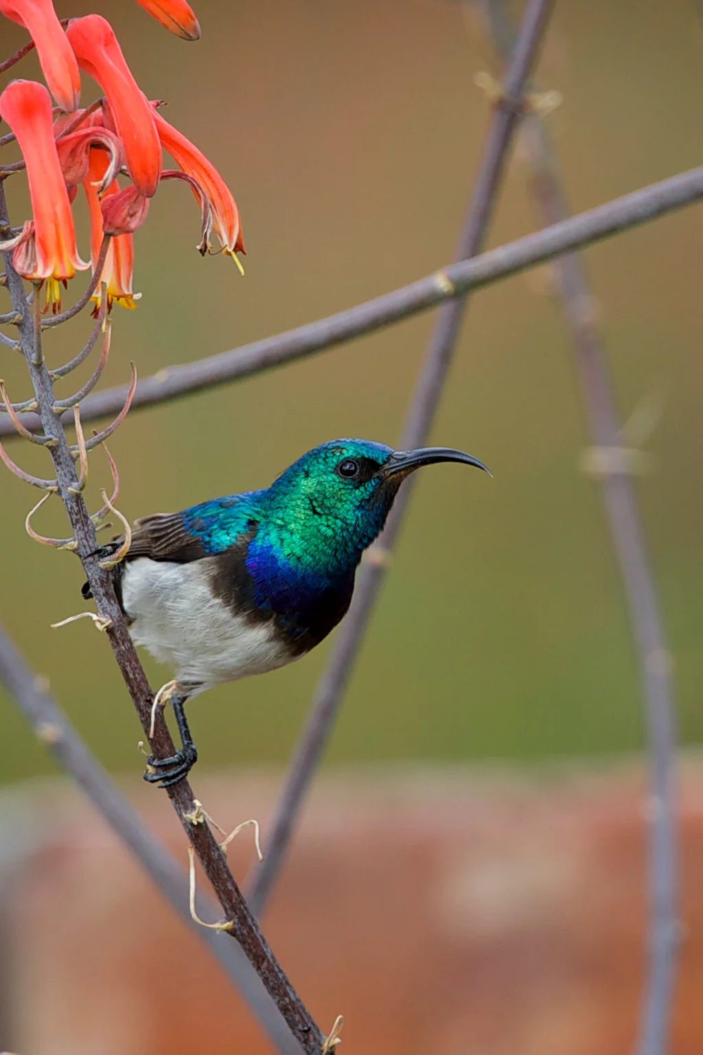红领食蜜鸟(Anthreptes rubritorques)