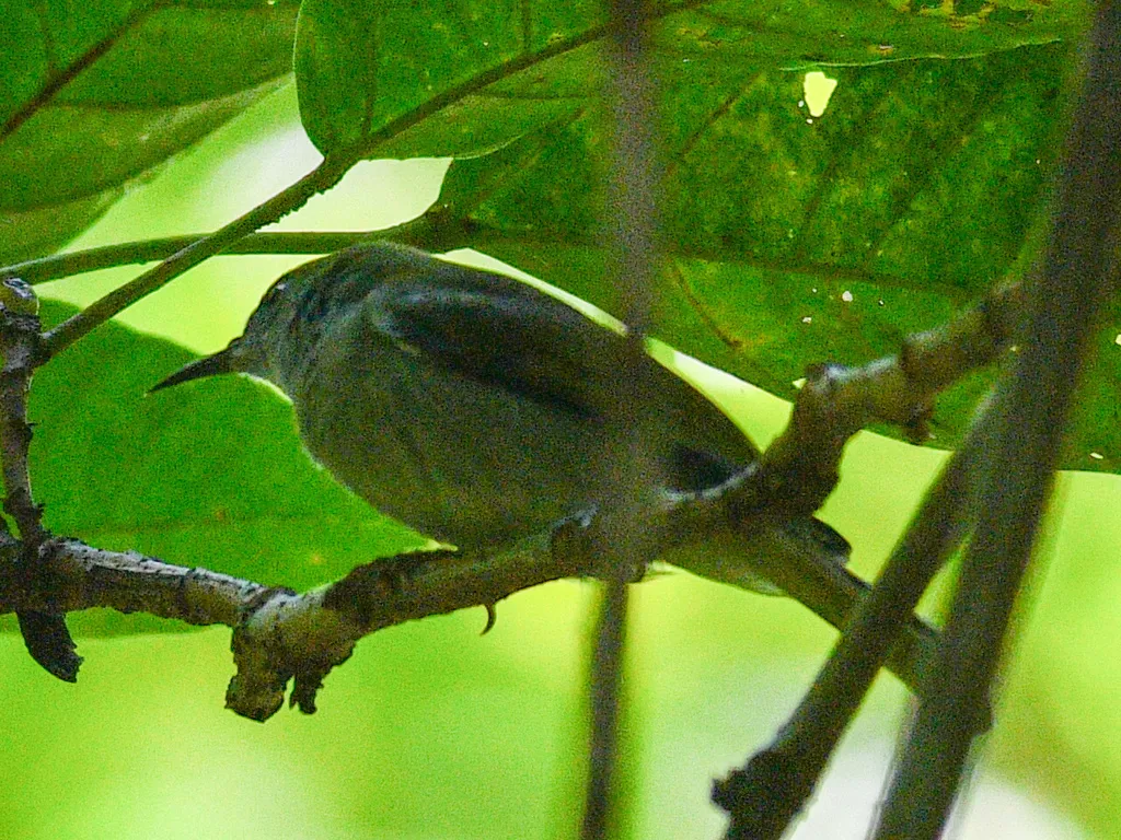 纯色食蜜鸟(Anthreptes simplex)