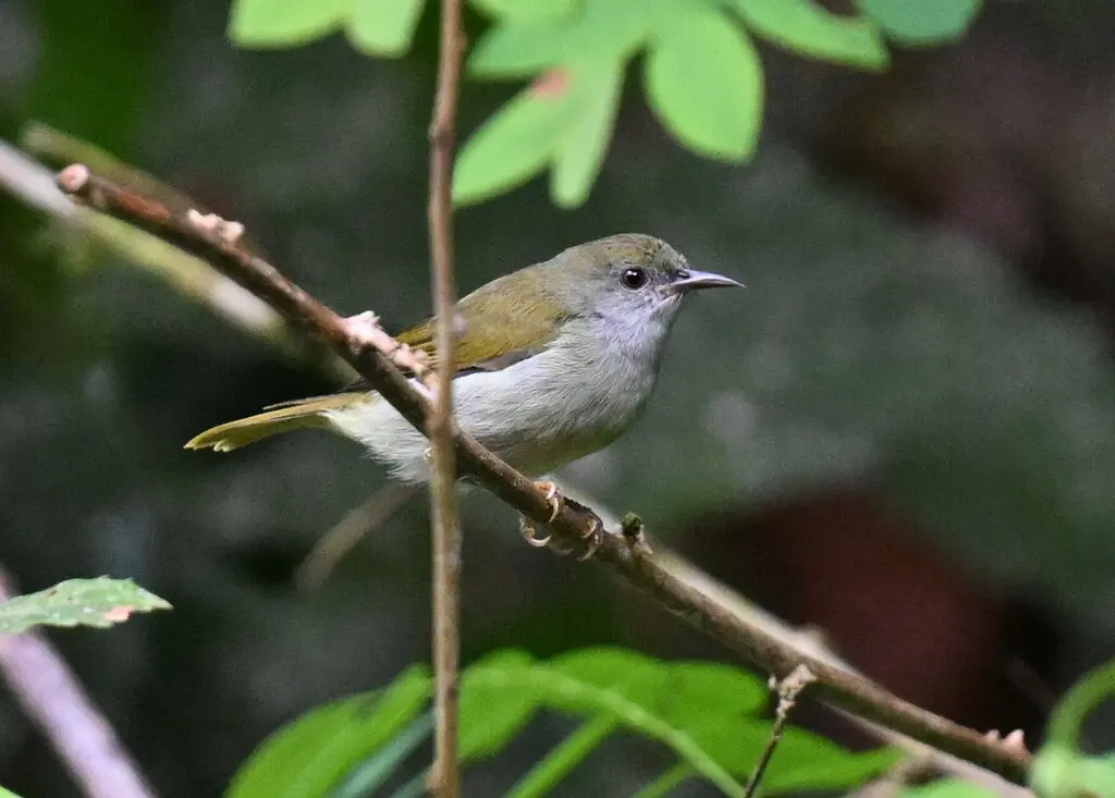 纯色食蜜鸟(Anthreptes simplex)