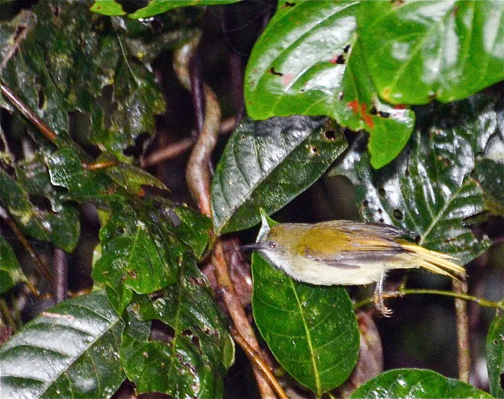 纯色食蜜鸟(Anthreptes simplex)