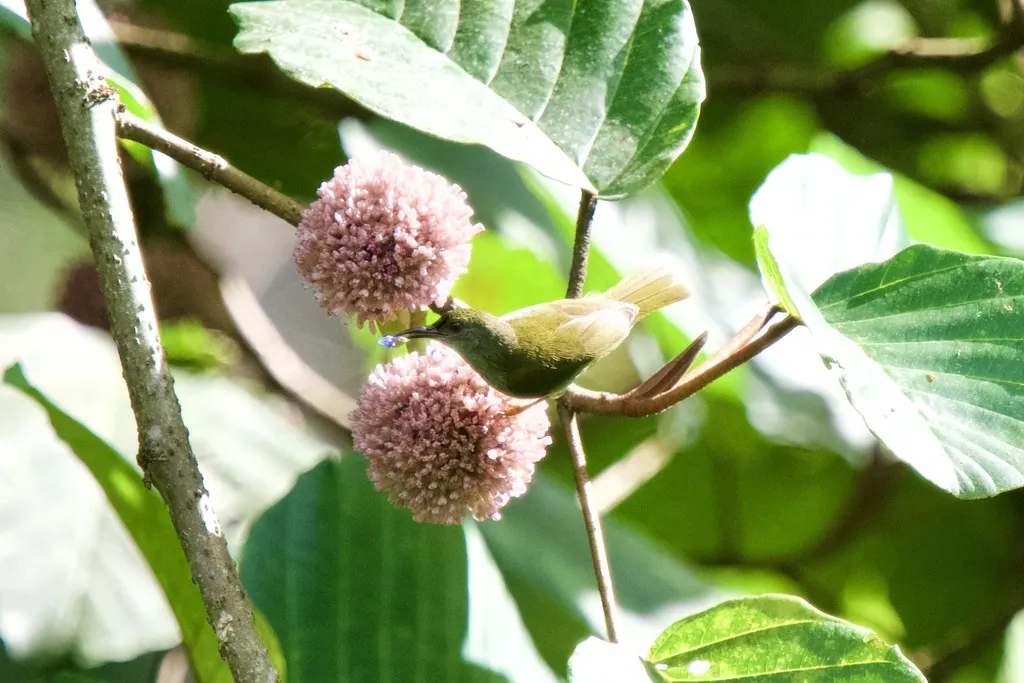纯色食蜜鸟(Anthreptes simplex)